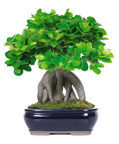 Bonsai pianta