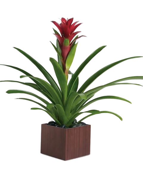 Guzmania